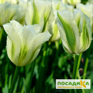 Тюльпан зеленоцветный СПРИНГ ГРИН в Красноярске