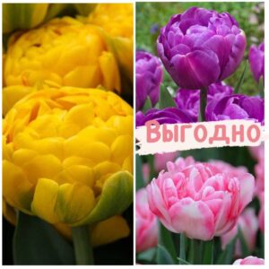 Красота в тройной выгоде! Только для любителей тюльпанов! в Красноярске