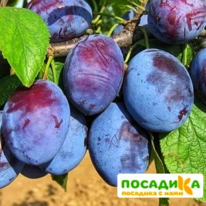 Слива Чачакская ранняя купить по цене от 229.00р. в интернет-магазине «Посадика» с доставкой почтой в в Красноярске и по всей России – [изображение №1].