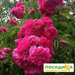 Роза плетистая Эксцельза в Красноярске