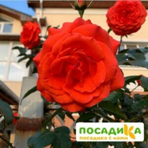 Роза плетистая Майнтауэр в Красноярске