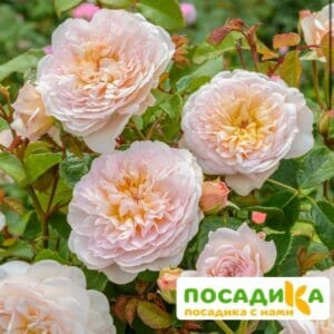 Роза плетистая Эмили Грей в Красноярске