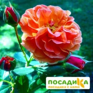 Роза Арабия в Красноярске