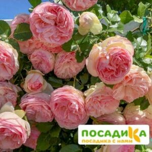 Роза плетистая Пьер де Ронсар в Красноярске