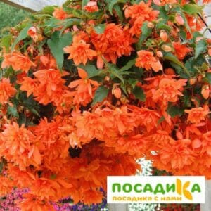 Бегония ампельная оранжевая в Красноярске