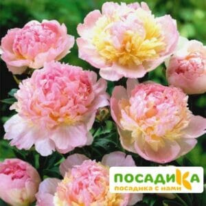 Пион Распберри Сандей (Paeonia Raspberry Sundae) купить по цене от 959р. в интернет-магазине «Посадика» с доставкой почтой в в Красноярске и по всей России – [изображение №1].