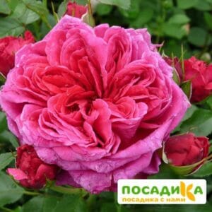 Шраб Роза Соул в Красноярске