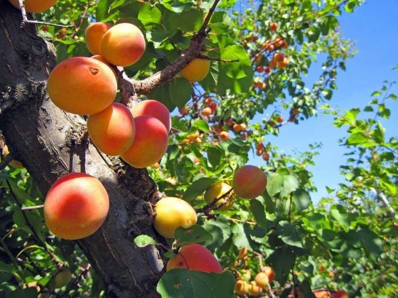 Как быстро и легко вырастить абрикос из косточки: ценные советы для начинающих садоводов