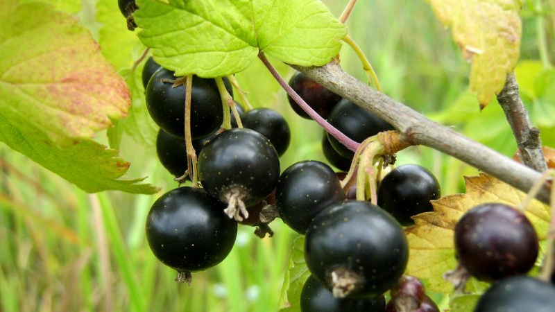 Желтеющие листья у черной смородины: секреты заботы о ягоднике раскрыты!