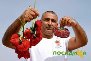 Клубника Гигант Джорнея купить по цене от 266р. в интернет-магазине «Посадика» с доставкой почтой в в Красноярске и по всей России – [изображение №1].