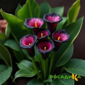 Калла Аура Лейс купить по цене от 400р. в интернет-магазине «Посадика» с доставкой почтой в в Красноярске и по всей России – [изображение №1].