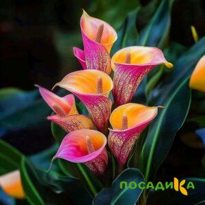 Калла Оникс купить по цене от 450р. в интернет-магазине «Посадика» с доставкой почтой в в Красноярске и по всей России – [изображение №1].