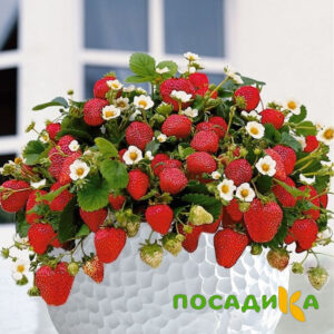Клубника Рубиновый Шепот (горшечная) купить по цене от 240р. в интернет-магазине «Посадика» с доставкой почтой в в Красноярске и по всей России – [изображение №1].