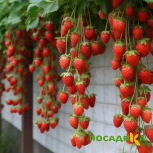 Клубника вьющаяся Комплимент купить по цене от 470р. в интернет-магазине «Посадика» с доставкой почтой в в Красноярске и по всей России – [изображение №1].
