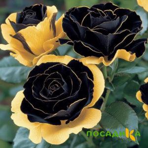 Роза Ханни Сикл купить по цене от 700р. в интернет-магазине «Посадика» с доставкой почтой в в Красноярске и по всей России – [изображение №1].