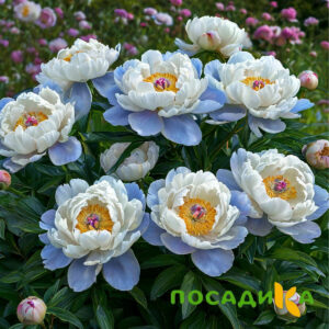 Пион акварельный Этюд купить по цене от 806р. в интернет-магазине «Посадика» с доставкой почтой в в Красноярске и по всей России – [изображение №1].