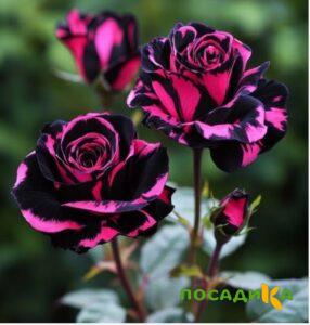 Роза Багровый Шепот купить по цене от 366р. в интернет-магазине «Посадика» с доставкой почтой в в Красноярске и по всей России – [изображение №1].