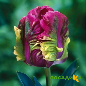 Тюльпан Экзотик Хэвен купить по цене от 186р. в интернет-магазине «Посадика» с доставкой почтой в в Красноярске и по всей России – [изображение №1].