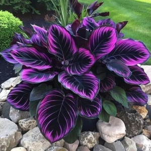 Хоста Люминоза купить по цене от 450р. в интернет-магазине «Посадика» с доставкой почтой в в Красноярске и по всей России – [изображение №1].