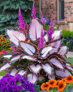 Хоста Кримэн Дрим купить по цене от 549р. в интернет-магазине «Посадика» с доставкой почтой в в Красноярске и по всей России – [изображение №1].