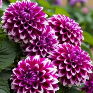 Георгин Кристал Корт купить по цене от 602р. в интернет-магазине «Посадика» с доставкой почтой в в Красноярске и по всей России – [изображение №1].