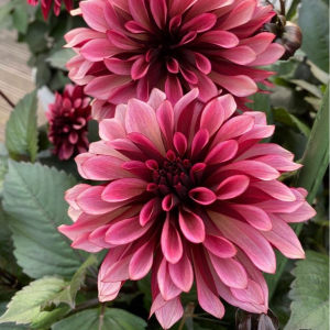 Георгин Перли Сансет купить по цене от 309р. в интернет-магазине «Посадика» с доставкой почтой в в Красноярске и по всей России – [изображение №1].