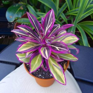 Хоста Сильвер Стик купить по цене от 650р. в интернет-магазине «Посадика» с доставкой почтой в в Красноярске и по всей России – [изображение №1].