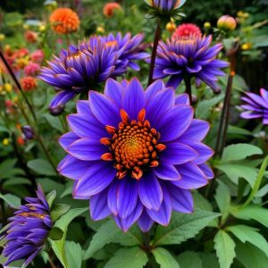 Георгин Лазурит купить по цене от 799р. в интернет-магазине «Посадика» с доставкой почтой в в Красноярске и по всей России – [изображение №1].