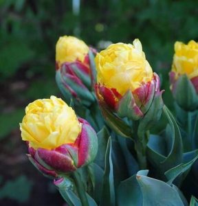 Тюльпан Айс Крим Банана купить по цене от 360р. в интернет-магазине «Посадика» с доставкой почтой в в Красноярске и по всей России – [изображение №1].