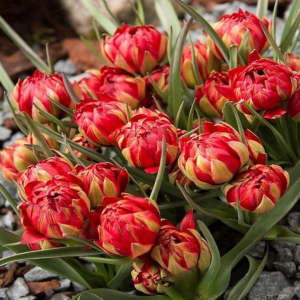 Тюльпан Ап Пинк купить по цене от 390р. в интернет-магазине «Посадика» с доставкой почтой в в Красноярске и по всей России – [изображение №1].