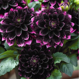 Георгин Лаванда Лейс купить по цене от 679р. в интернет-магазине «Посадика» с доставкой почтой в в Красноярске и по всей России – [изображение №1].