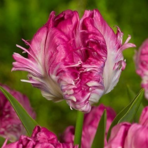 Тюльпан махровый Кул Кристал купить по цене от 400р. в интернет-магазине «Посадика» с доставкой почтой в в Красноярске и по всей России – [изображение №1].