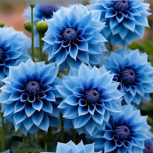 Георгин Вижапе купить по цене от 699р. в интернет-магазине «Посадика» с доставкой почтой в в Красноярске и по всей России – [изображение №1].